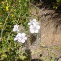 caterpillar phacelia
